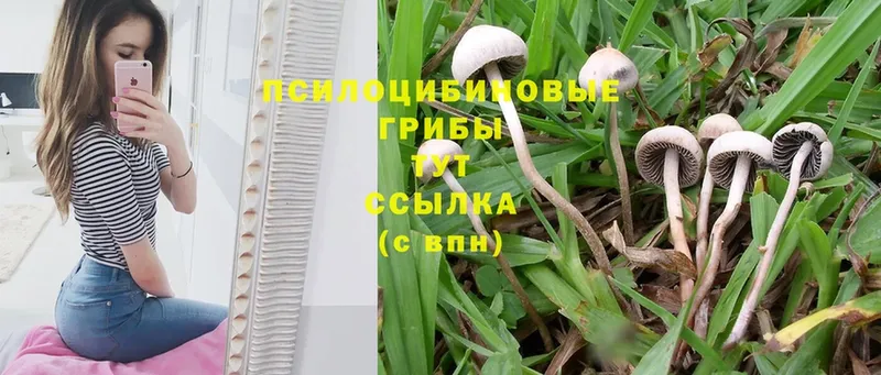 Галлюциногенные грибы Cubensis  Красный Холм 